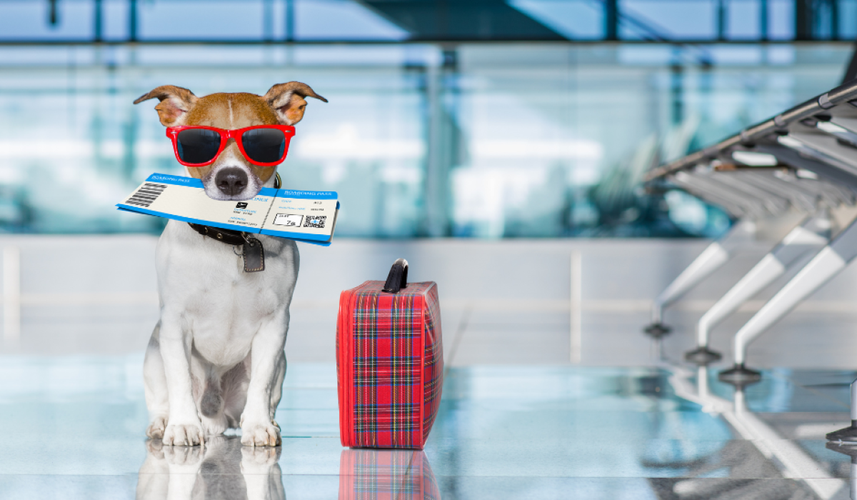 The Animal Doctors Pet Travel Certificates   PetTravel2 